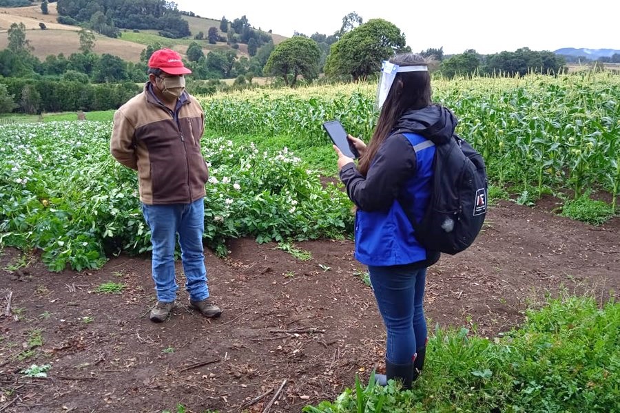 Censando con distanciamiento (maiz) en La Araucanía