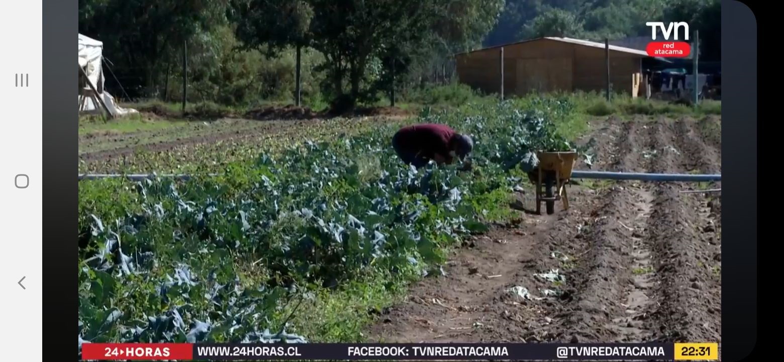 Productor Atacama